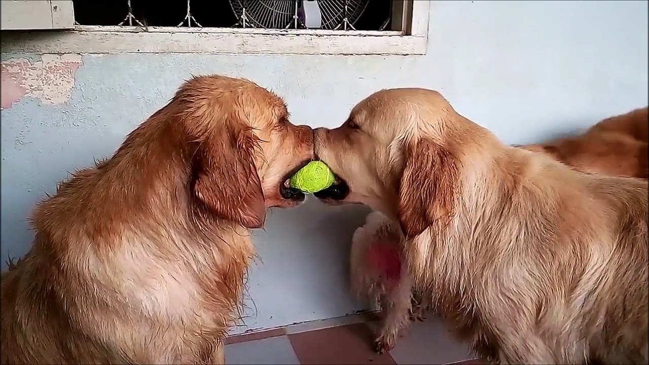 Trois chiens pour une seule balle... Personne ne veut lacher! Adorable