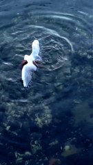 Un calamar attrape une mouette pour la dévorer...