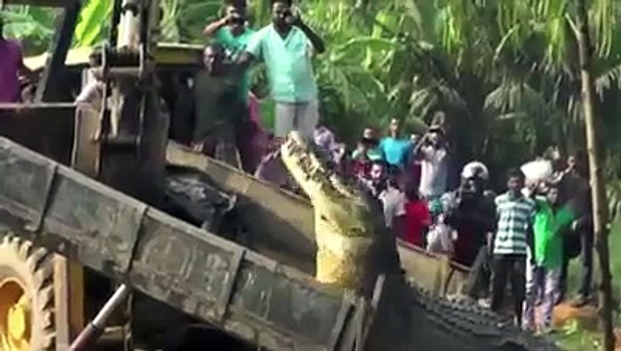 Le plus gros crocodile du monde trouvé en Inde... Animal géant
