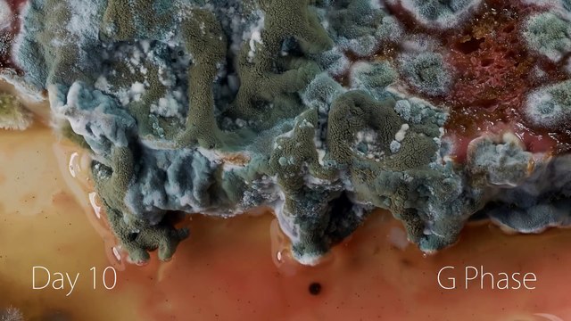 Moisissures sur une tranche de pain (Timelapse)