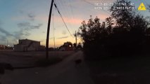 Un chien policier attaque une femme innocente