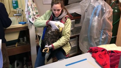 Bald Eagle with Lead Toxicity by Native American News