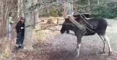 Man Rescues Moose Trapped by Tree Swing in Small Swedish Town