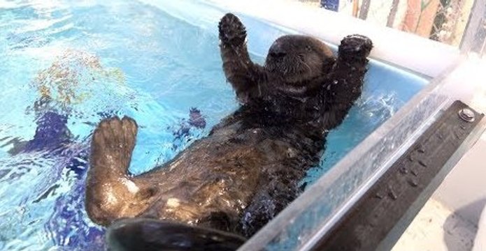 Squeaky Rescued Otter Pup Joins Oregon Zoo