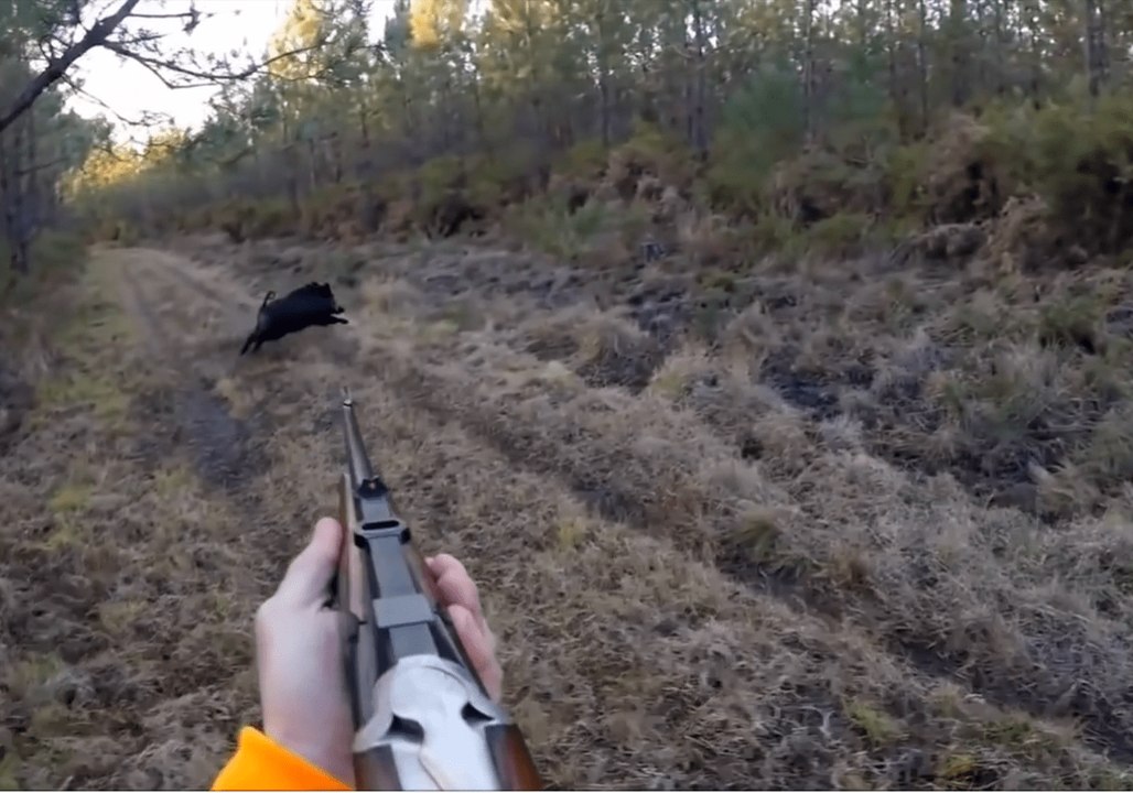 sélection des meilleurs moments de la chasse au sanglier 2017