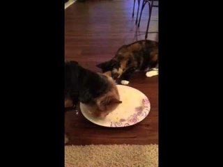 犬がごはんを食べているところに猫がやって来た結果、、、！w