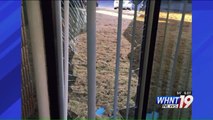 Deer Charges into Alabama Building, Damages Office