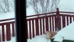 Woman Calls In Cat From Snow