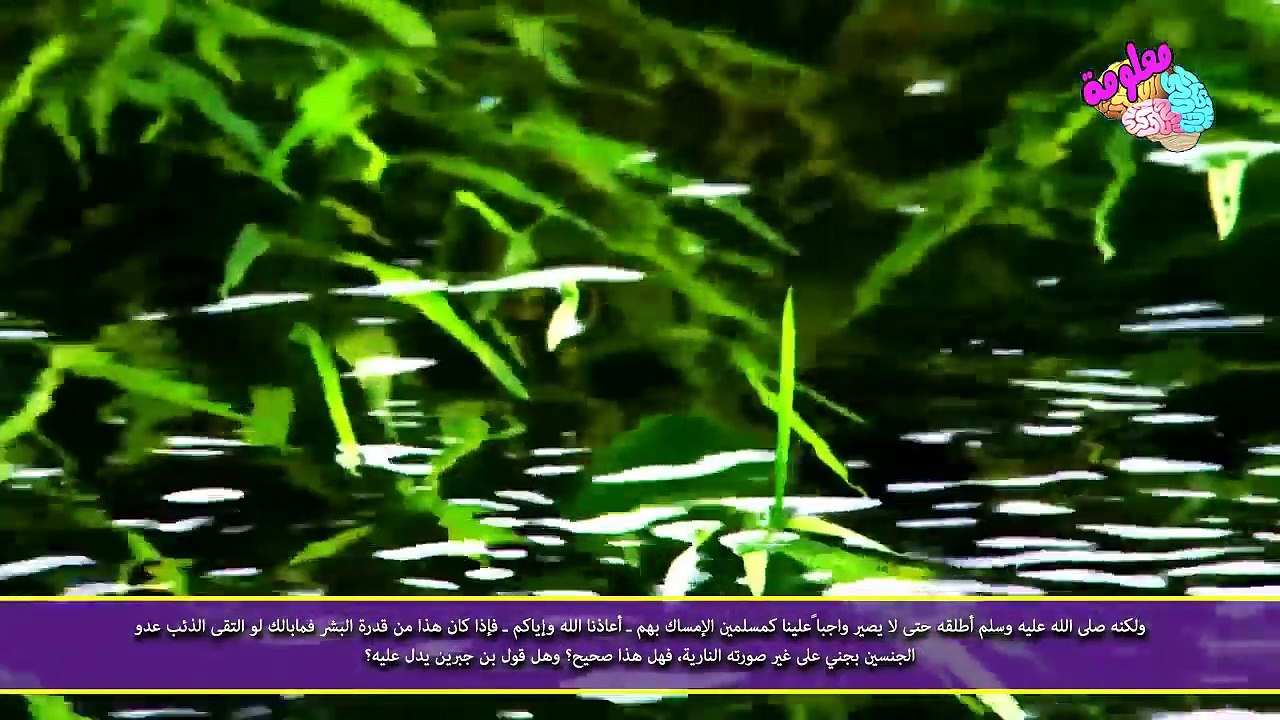 حقيقة خوف الجن من الذئاب - حقيقة مرعبة