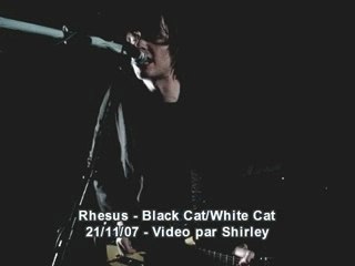 Rhesus black cat white cat live
