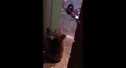 Couple Calmly Tries To Reason With A Koala That Won't Leave Their Property