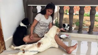 Wow Beautiful girl give the special food to Funny Puppies - How to Play with Smart Puppy at home
