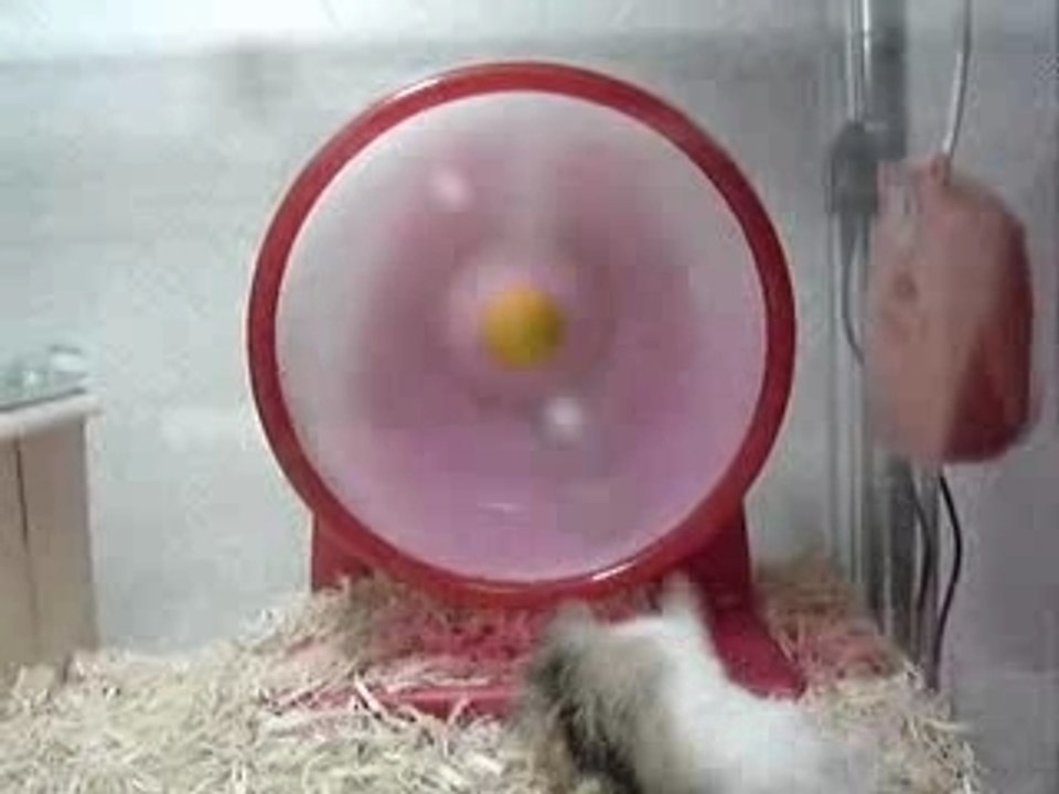 Hamster1