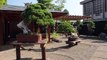 The most beautiful Bonsai trees-A3iJzwe7aP8