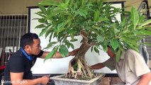 A Day in the Life of Bonsai Iligan - A Broad Leaf Ficus-FFKLiuFqzZU