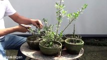 A Day in the Life of Bonsai Iligan - A Bonsai From Seed-PTmVWq5HCxk