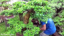 A Day in the Life of Bonsai Iligan - A Large Premna Called 'Wai Buot'-ehvY7A_Rf-Q