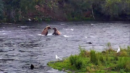 719 Gets Grazered - Katmai National Park - Live Cam Highlight-2y9DKoVwERM