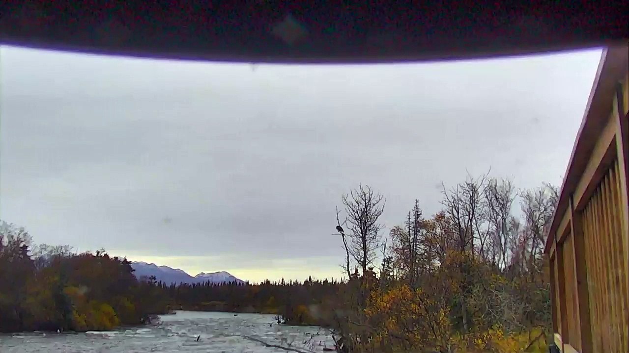 Bald Eagle vs. Magpie - Brown Bear Live Cam Highlight 43015-peyNLTl7g6A
