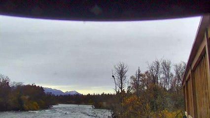 Bald Eagle vs. Magpie - Brown Bear Live Cam Highlight 43015-peyNLTl7g6A