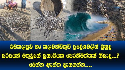 මඩකලපුව හා කලවන්චිකුඩි වලින් මුහුදු සර්පයන් මතුවුණේ සුනාමියක පෙරනිමිත්තක් නිසාද..මෙන්න ඇත්ත දැනගන්න​