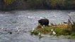 Bear 747 charges subadult brown bear in Brooks Falls - Brown Bear Live Cam Highlight 09.23.17-HhirLmm2YB0