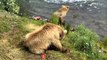 Bear Cub Attempts to Fish - Brown Bears Live Cam Highlight 07_11_17-8T-cwFU2q2k
