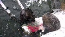 Bear Cubs Feast In The Snow - Brown Bears Live Cam Highlight 10_22_17-aot1Zsj2mIg