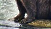 Bear Paws and Claws - Brown Bears Live Cam Highlight 10_22_17-S0PrK3DGbBg