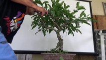 A Day in the Life of Bonsai Iligan - Ficus Filipinensis-l-nYCmaalGI