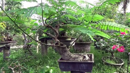 A Day in the Life of Bonsai Iligan - Fire Tree Update Nov 2016-d2SbWQL6GgM