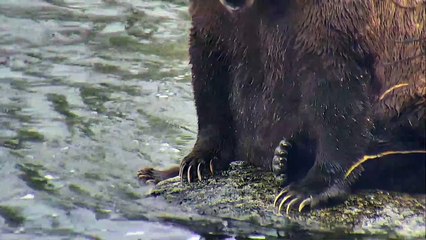 Brown Bear 402 Sitting on Rock (cute)  - Brown Bear Live Cam Highlight 09.23.17-CodRjr0DodM