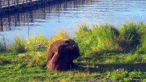 Brown Bears Spar - Katmai Lower River - Live Cam Highlight-aUOfz1-Bi-k