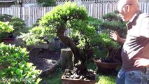 A Day in the Life of Bonsai Iligan - Growing New Branches on a Large Pemphis-dyGQ-VZR77k