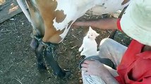 Amazing moment Video | See how cats drink cow's milk