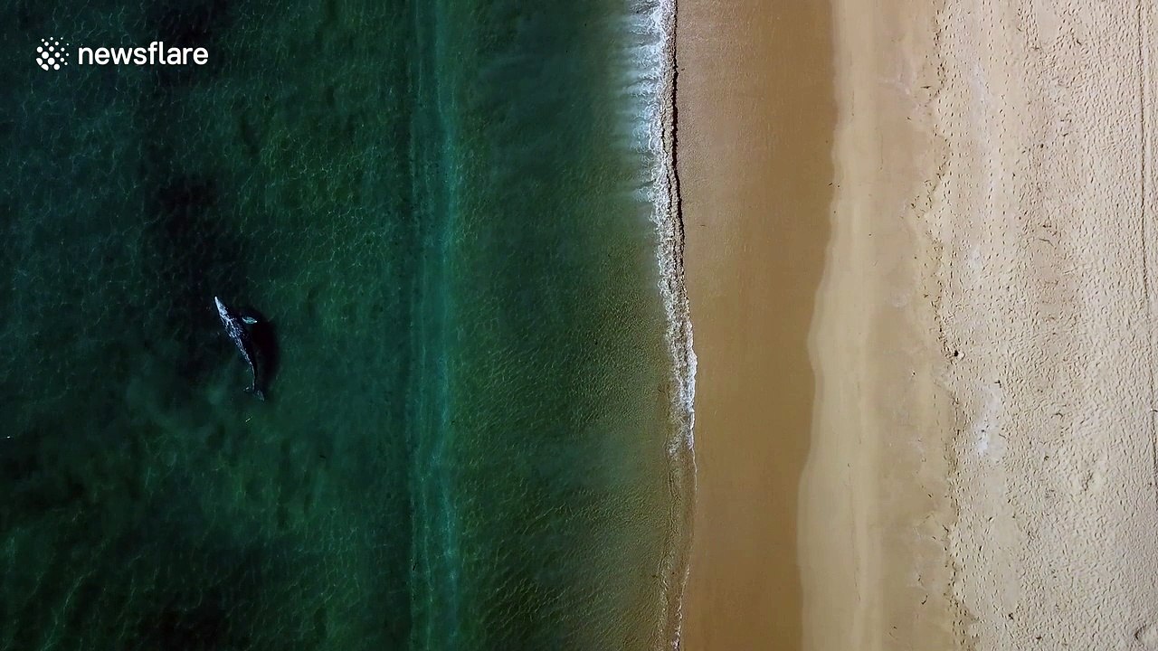 Entangled grey whale awaits rescue feet from the shore in California
