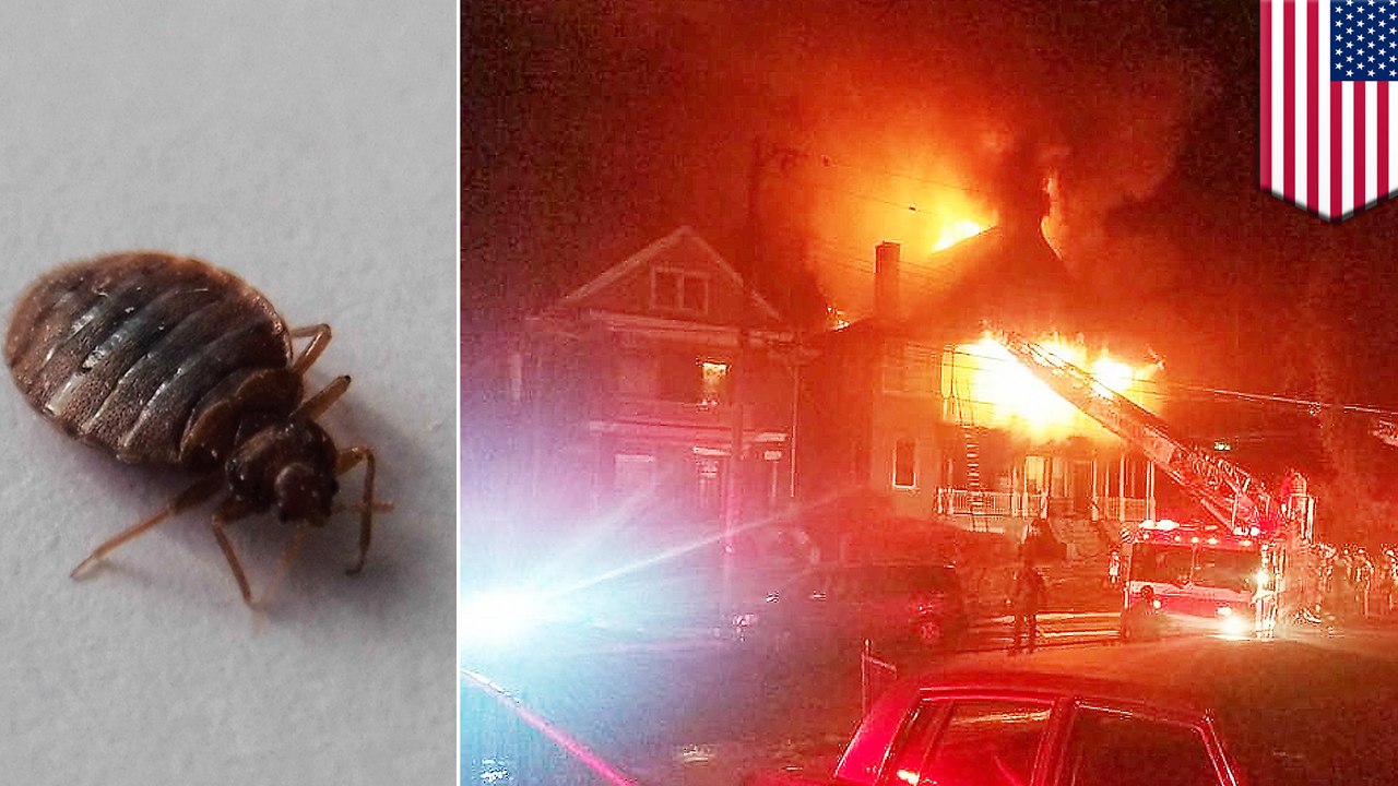 Woman's bed bug extermination attempt results in building fire
