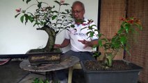 A Day in the Life of Bonsai Iligan - Scarlet Truncheon and Trunk Split-ouOIyuAcoio