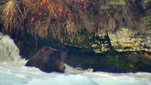 First Snow at Brooks Falls - Brown Bears Live Cam Highlight 10_18_17-YmzlVHkS-Do