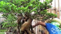 A Day in the Life of Bonsai Iligan - Showing a Large Premna Called Monster-ggwdHxgGAnM