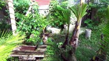 A Day in the Life of Bonsai Iligan - Updates on Materials featured in previous videos-HT_AkyCNJbw