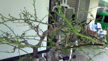 A Day in the Life of Bonsai Iligan - Weeping Boogie Part 1 of 2-cNPfJM13Umw
