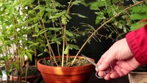 Acacia bonsai seedling update, Nov 2016-8OFmzCnQBJ4