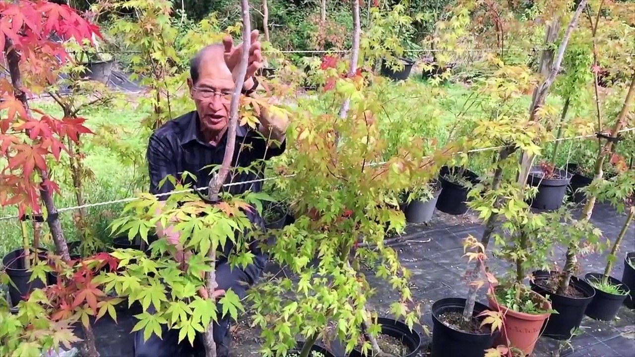 Air Layering Bonsai Tutorial EASY!-8Lv1DqW9sxk