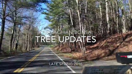 Bonsai - Collected Material Update - Spring 2016-5D_N9ewOSwk