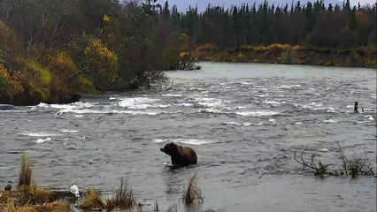 Injured Bear Catches Salmon - Brown Bear Live Cam Highlight 10_12_17-kYvv12scI2Y