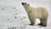Large Polar Bear Walking  - Polar Bears Live Cam Highlight 11_07_17-GbeM1OCVQUA