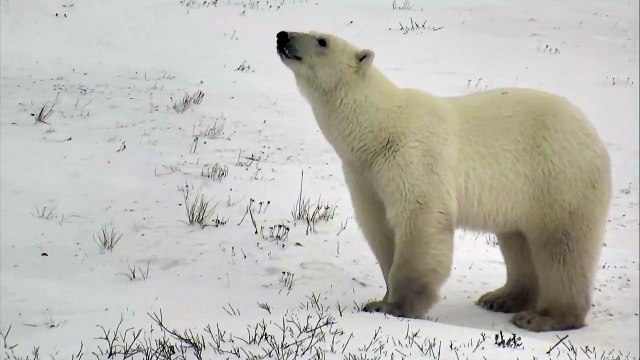Large Polar Bear Walking - Polar Bears Live Cam Highlight 11_07_17-GbeM1OCVQUA