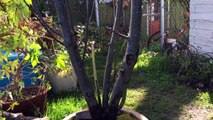 Bonsai jedeye - large bonsai-nhXd20msSJs