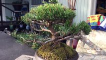 Bonsai jedeye - Mugo pine after-nVQGzRDh32Y